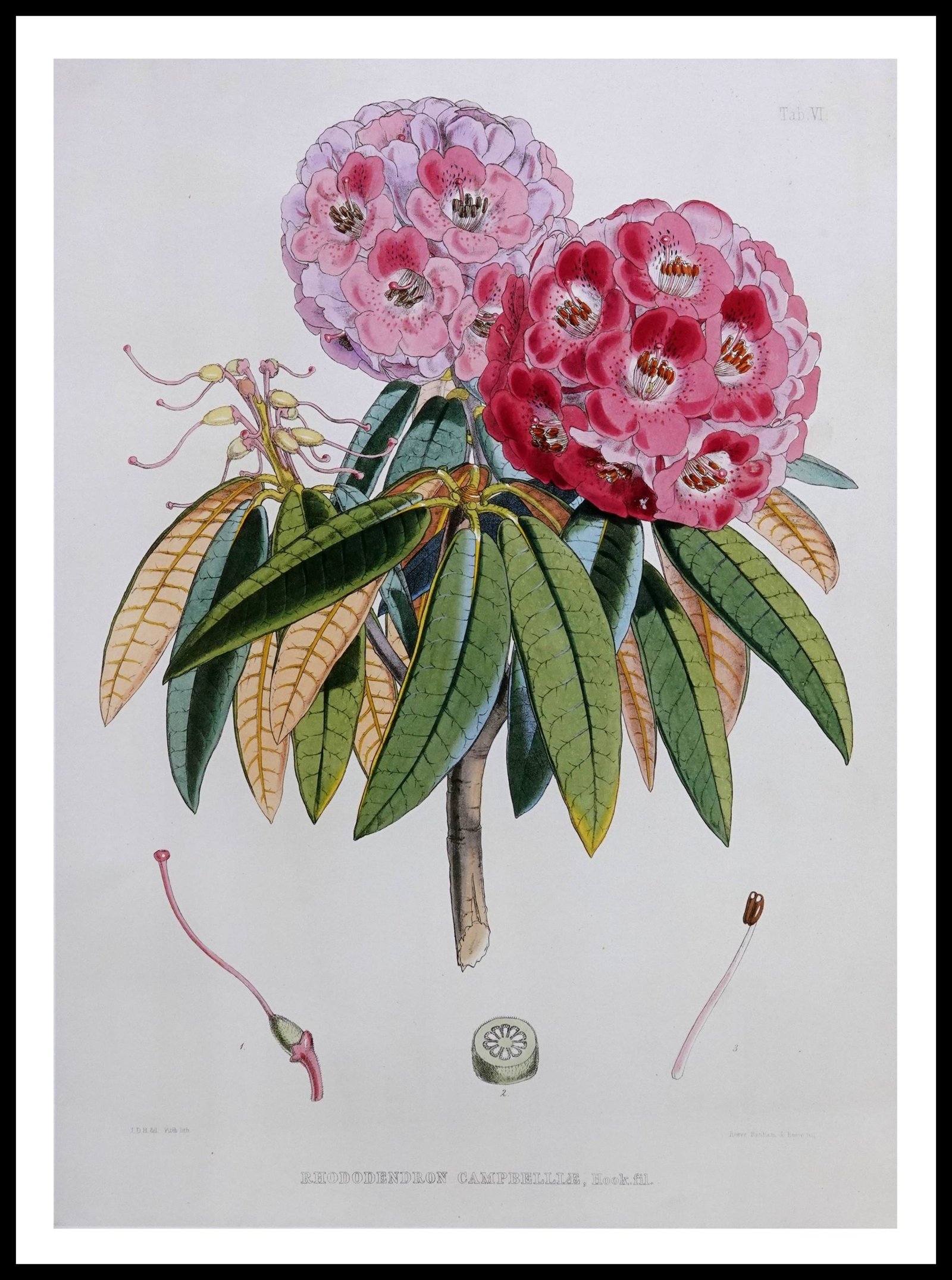 PTR JDH06 Rhododendron Cambelliae (Antique Prints)